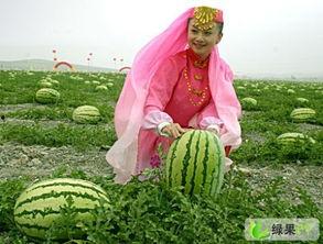 宁夏兴仁镇硒砂瓜免费吃,免费品尝大自然的馈赠”